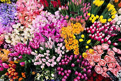 《夜莺传说》已推出EA版 上市预告片分享